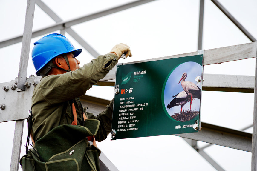 Jiangxi'deki enerji nakil hatlarının yanında yaşayan doğulu beyaz leyleklerin korunması önemli bir destek alıyor